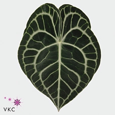 <h4>Leaf anthurium clarinervium</h4>
