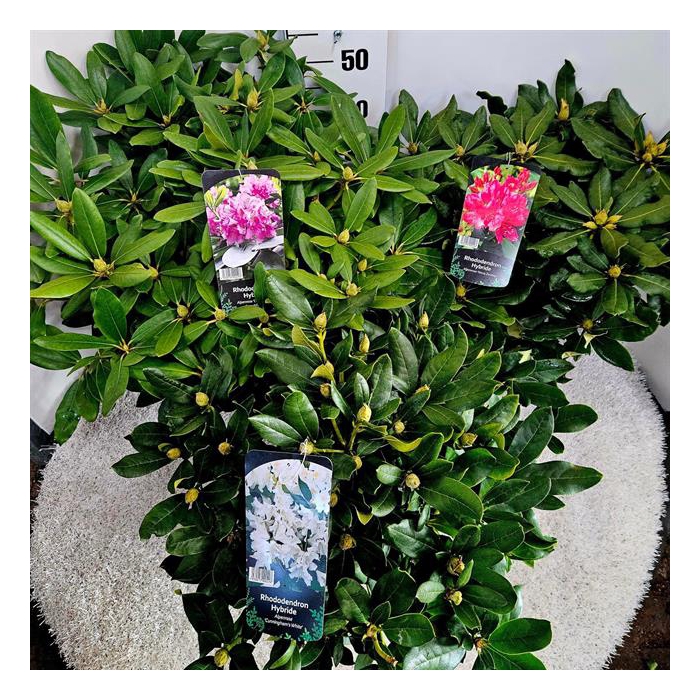 <h4>Rhododendron mix 23Ø 40cm</h4>