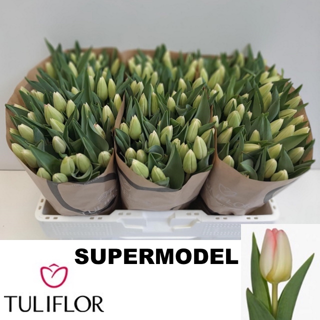 <h4>Tulipa si supermodel</h4>