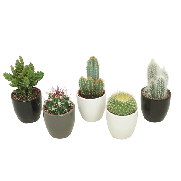 <h4>Cactus mix 5,5 cm in pot 2 rij wit, 1 grijs en 1 zwart</h4>