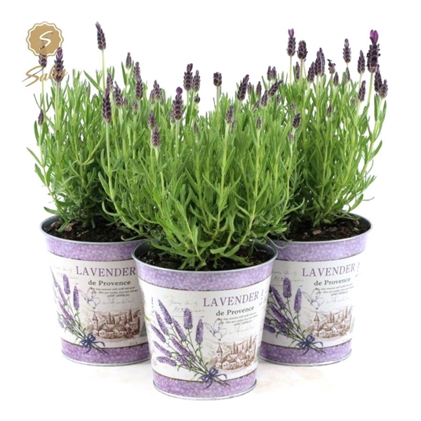 <h4>Lavandula st. 'Anouk'® Collection P12 in Zinc Lavender</h4>