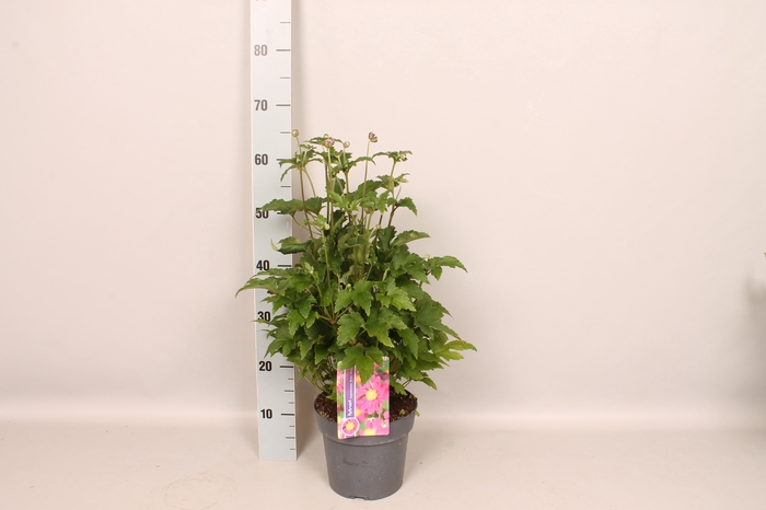 vaste planten 19 cm  Anemone Prinz Heinrich