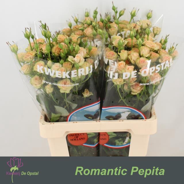 <h4>Rosa sp romantic pepita</h4>