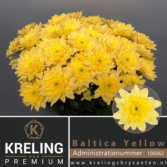 <h4>Chr tr Baltica Yellow</h4>