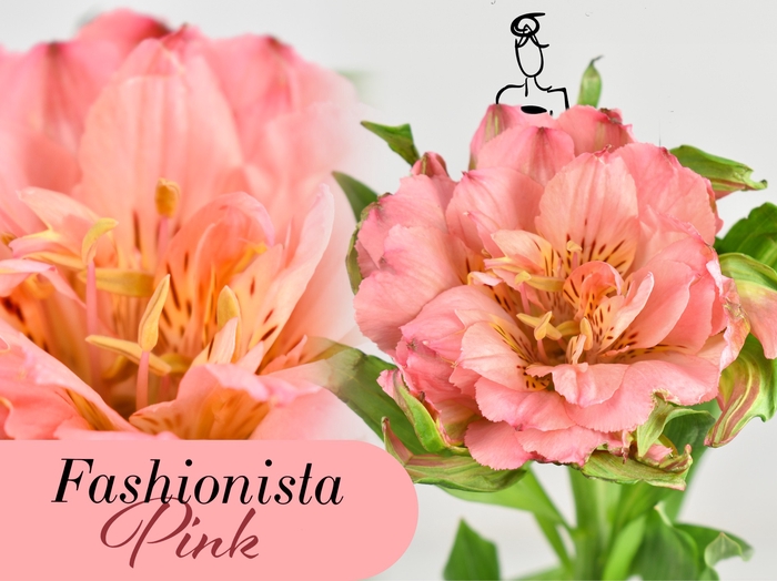 <h4>Alstroemeria fashionista pink</h4>