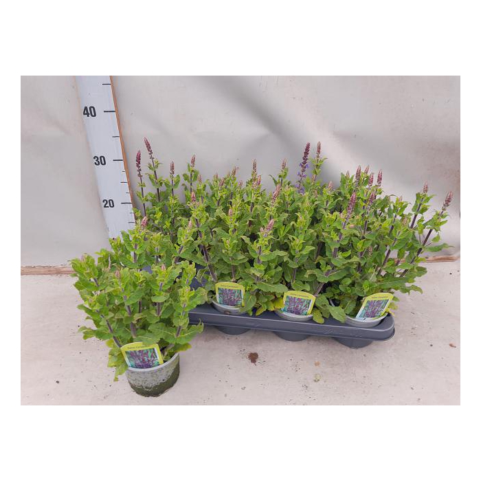 <h4>Salvia nemorosa 12Ø 35cm</h4>