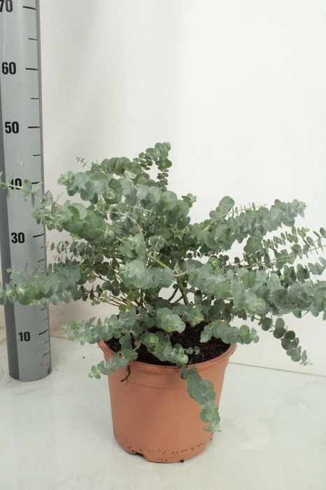<h4>Eucalyptus pulverulenta</h4>