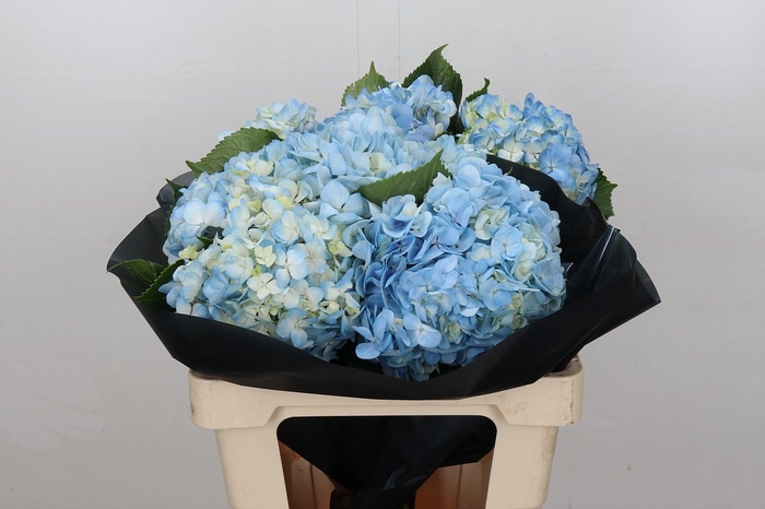 <h4>Hydrangea Blue Premium</h4>