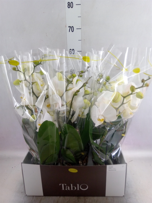 <h4>Phalaenopsis   ...white</h4>
