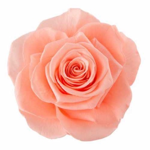 Rose Ines Peach