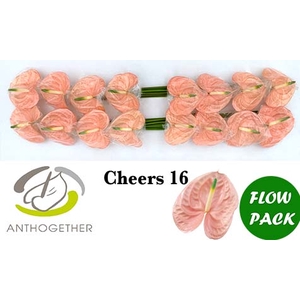 ANTH A CHEERS 16 Flow Pack