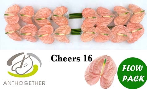 <h4>ANTH A CHEERS 16 Flow Pack</h4>