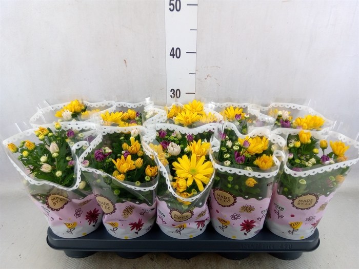 <h4>Chrysanthemum   ..mix/pot</h4>