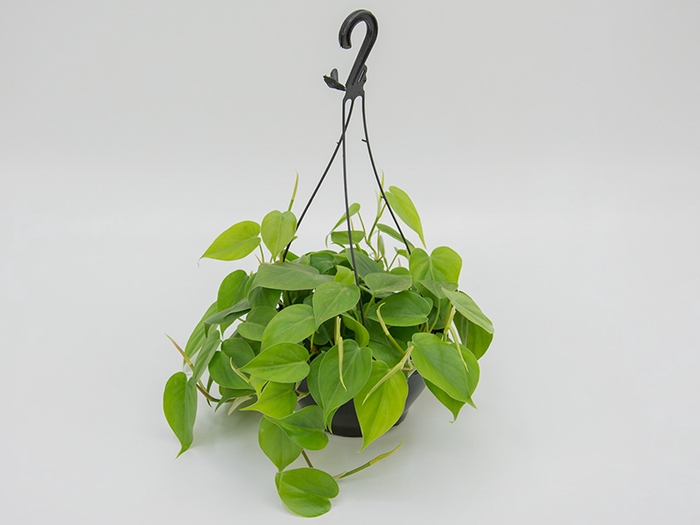 <h4>PHILODENDRON VERDE C21 PENDENTE</h4>