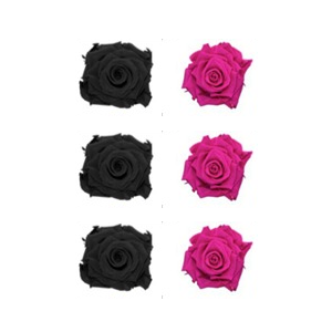 Roses éternelles Black - Hot Pink