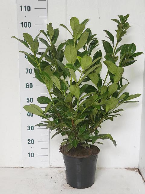 Prunus laurocerasus Rotundifolia 24Ø 100cm