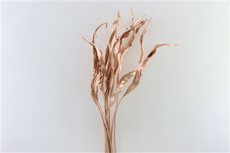 <h4>Dried Strelitzia 10pc Copper Bunch Slv</h4>
