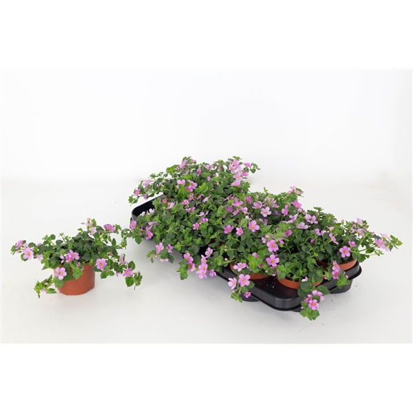 <h4>Bacopa Sutera Great Classic Pink</h4>