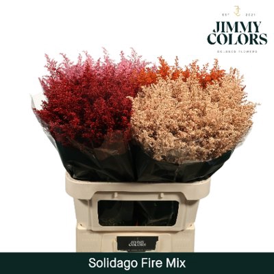 <h4>Solidago paint mix fire</h4>
