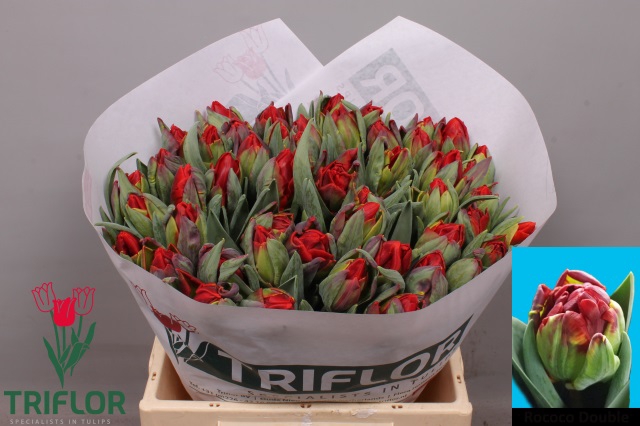 <h4>Tulipa do rococo double</h4>