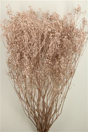 <h4>Dried Gyps Champagne Bunch</h4>