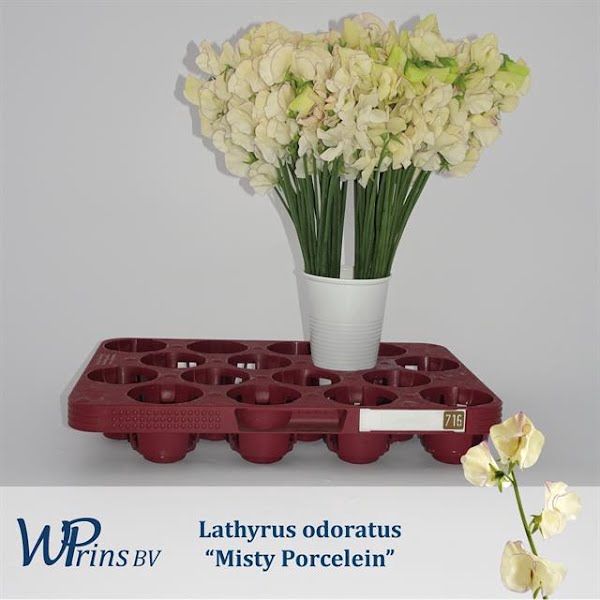 <h4>Lathyrus Misty Porcelei</h4>