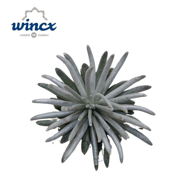 Senecio Scapusis Cutflower Wincx-10cm