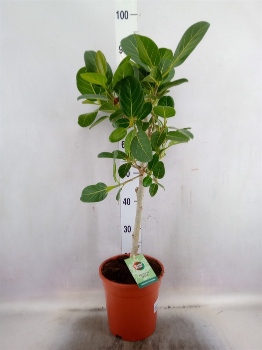 Ficus benghalensis 'Petite Audrey'