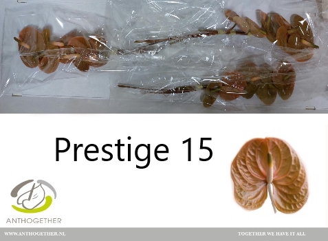 <h4>Anthurium prestige</h4>