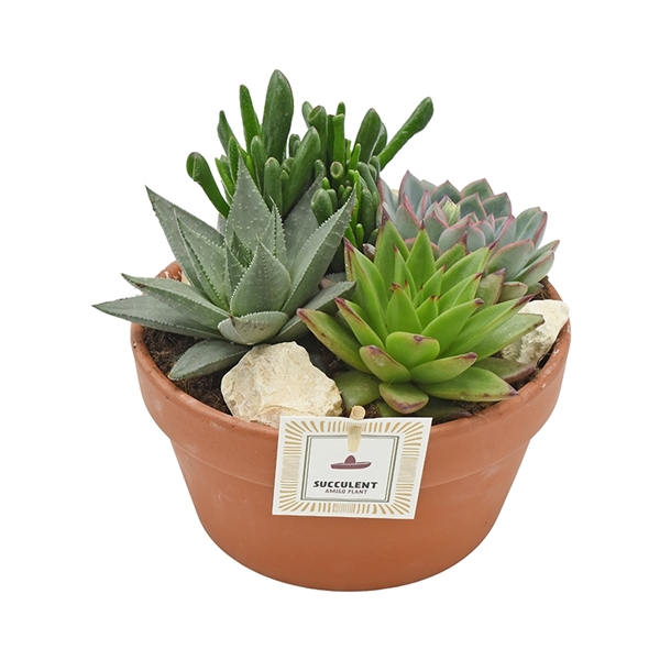 Arrangement Succulent in terracotta bowl 21 cm