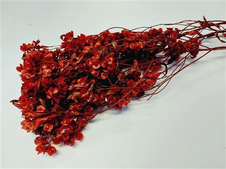 <h4>Pres Ruberia Red Bunch</h4>