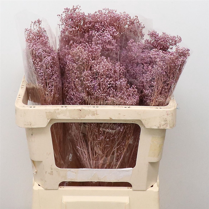 Dried Broom Bloom Lavendel