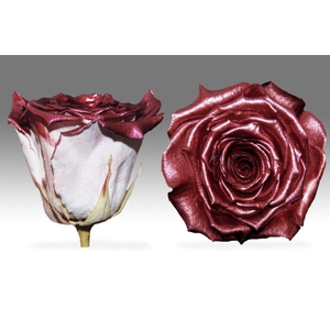 PRESERVED ROSA LL PEARL DARK RED