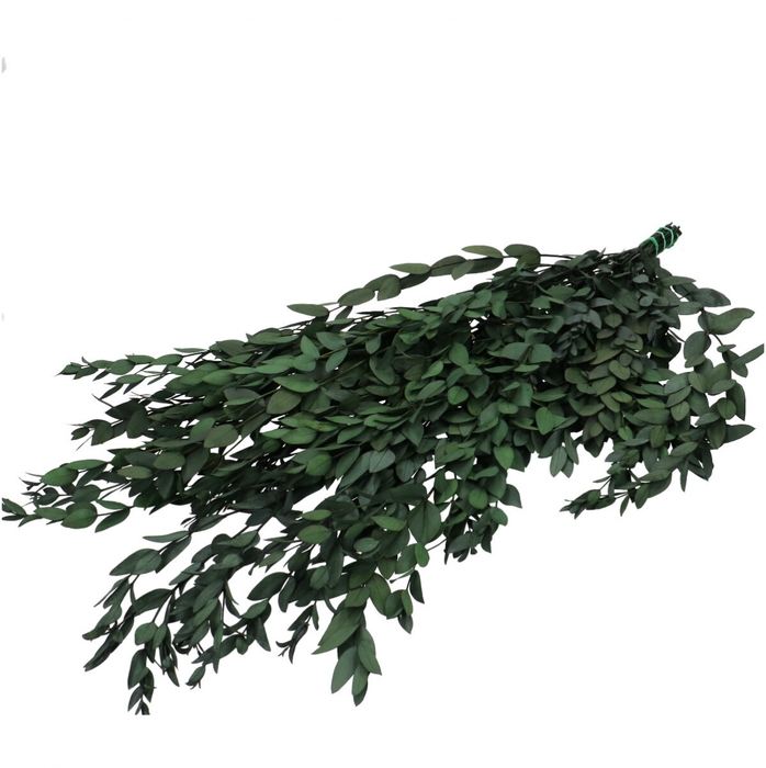 <h4>Preserved Eucalyptus Parvifoglia 60cm</h4>