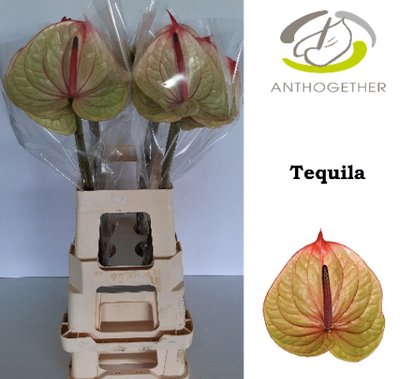<h4>Anthurium tequila</h4>