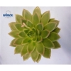 Echeveria Agavoides Cutflower Wincx-10cm