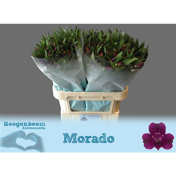 <h4>Alstroemeria Morado 70 gram</h4>
