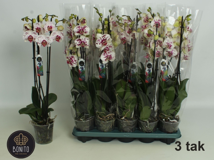 <h4>Phalaenopsis Calypso</h4>