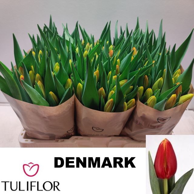 <h4>Tulipa enke. Triumf Grp Denmark</h4>