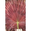 Palm Red 140cm Lang 110cm Breed