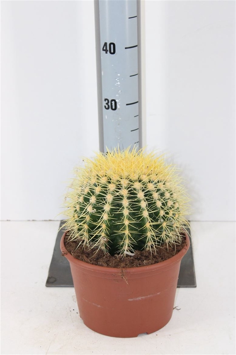 <h4>Echinocactus Grusonii</h4>