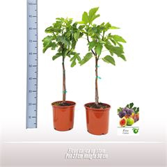 <h4>Ficus carica op stam</h4>