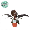 Philodendron Imperial Red P17