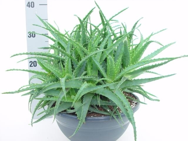 <h4>Aloe arborescens</h4>