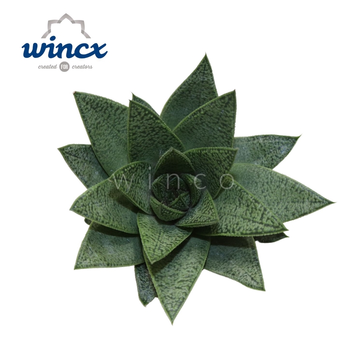 Aloe D Due Cutflower Wincx-8cm