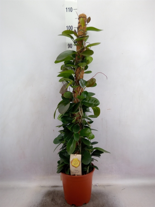 <h4>Hoya australis</h4>