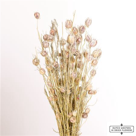 <h4>Dried Nigella Frosted White Bunch</h4>