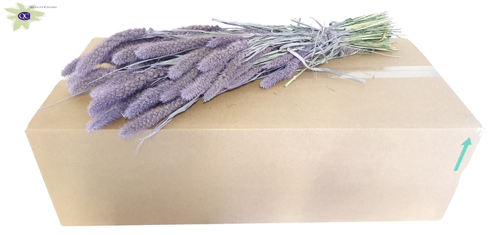 Setaria per bunch Frosted Milka