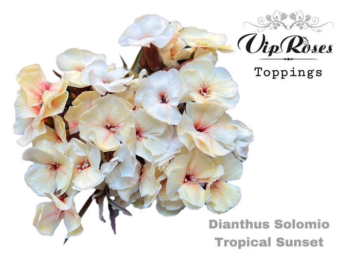 <h4>Dianthus sp paint solomio tropical sunset</h4>