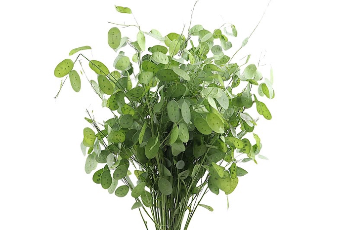 <h4>Lunaria Fresh Green Extra</h4>